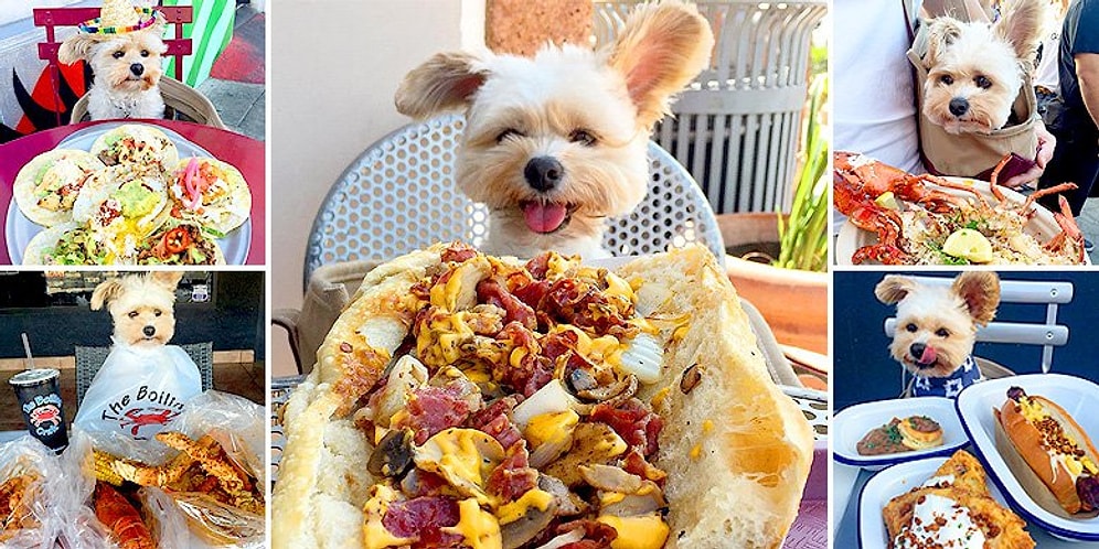 Раньше этот "Пёс-гурман" был обычной бездомной собачкой, а теперь посещает лучшие рестораны Лос-Анджелеса!