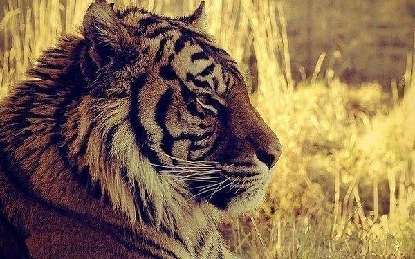 7. Громче всех лают дворняжки. Молчаливость и выдержка - признак породы.