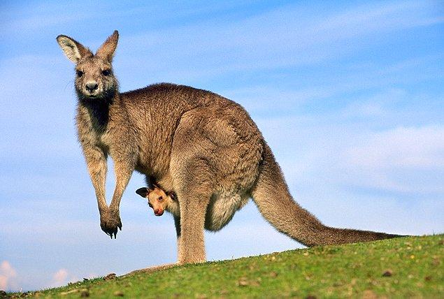 15. Dişi kanguruların üç vajinası var.
