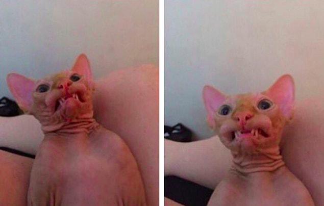 11. This cat was taking a perfectly nice selfie when he suddenly remembered that the economy is in shambles. 😜😅