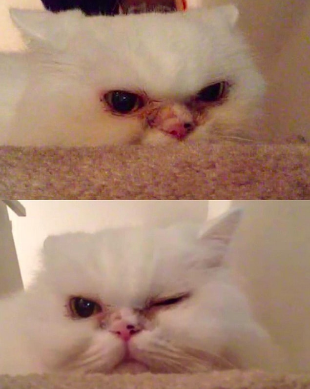 20. This cat is trying to perfect his charming wink. 😜