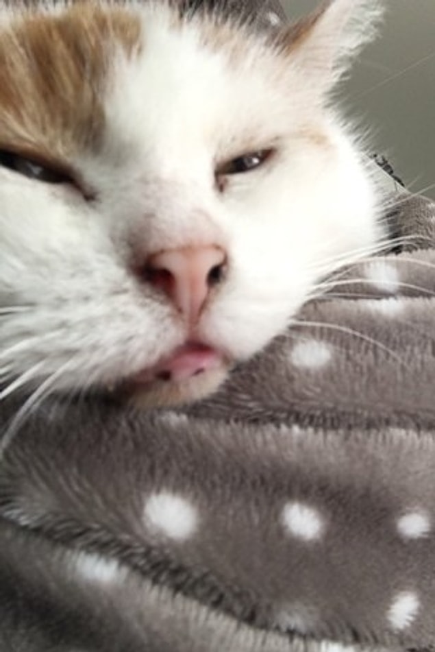 22. This cat's camera roll is just evidence that she's had enough. 😅