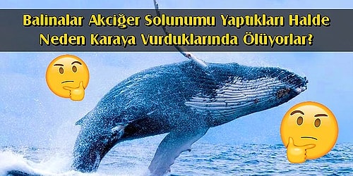 Neden, Niçin, Nasıl Sorgulamayı Sevenleri Oldukça Tatmin Edecek 12 Aydınlatıcı Cevap Neden, Niçin, Nasıl Sorgulamayı Sevenleri Oldukça Tatmin Edecek 12 Aydınlatıcı Cevap