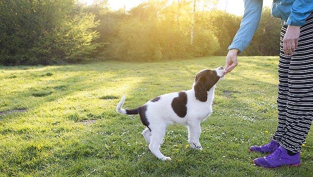 1. Bir köpeği severken elinizi koklamasına izin verin. Sonra çenesinin altını okşayın. Doğrudan kafasının üzerine hamle yaparsanız köpek kendini tehdit altında hissedebilir.