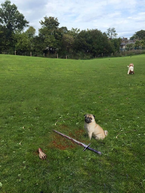 9. Песик и сам может побороться за Железный трон