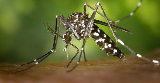 7 удивительных причин, по которым комары кусают вас чаще