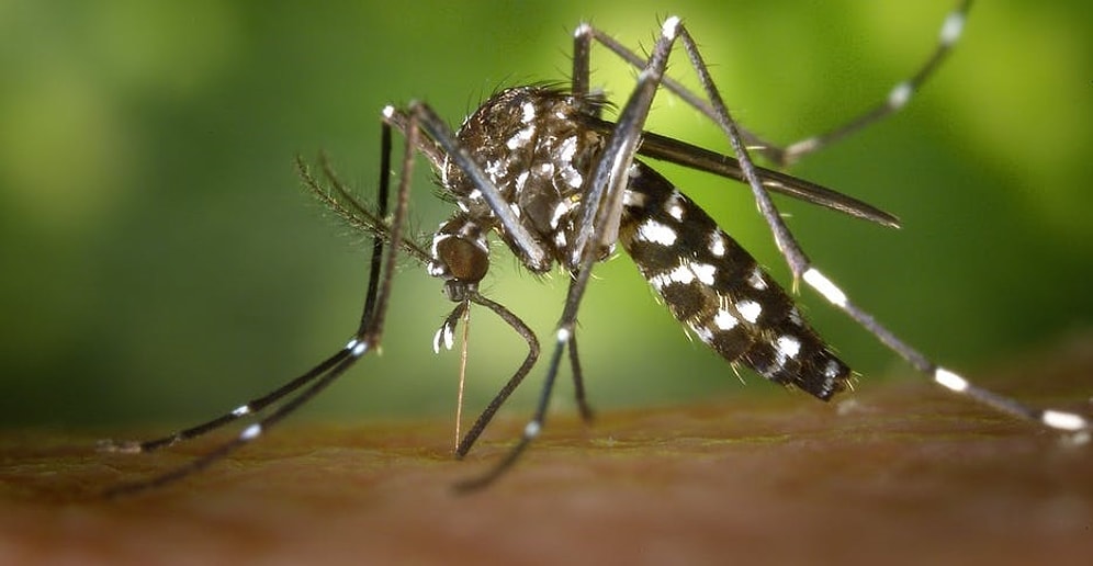 7 удивительных причин, по которым комары кусают вас чаще