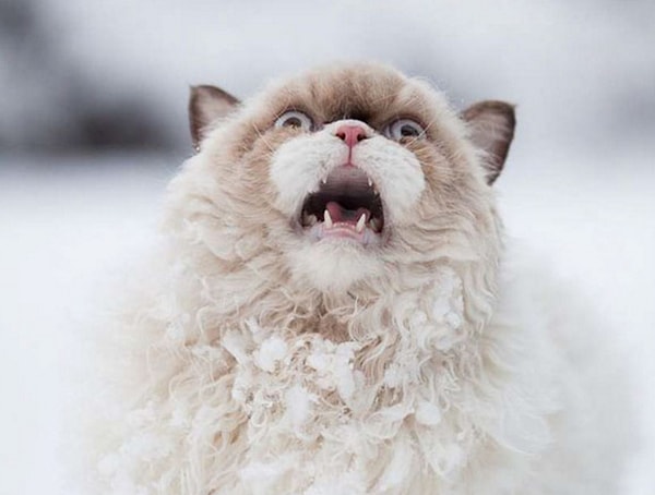 1. Это что же могло так напугать кота?