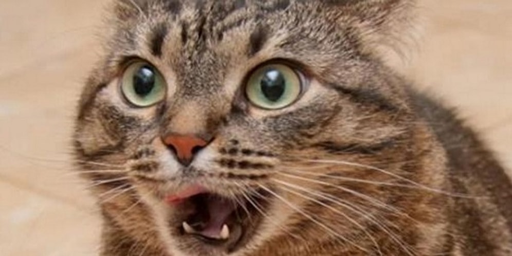 11 впечатлительных котов, которые явно заслуживают "Оскар"