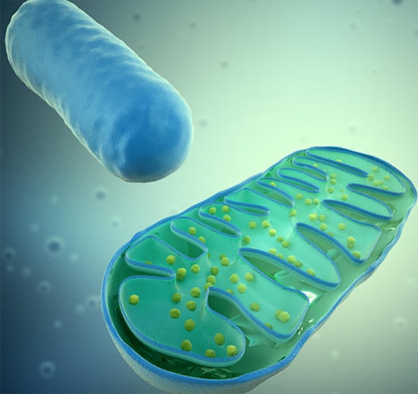 8. Как работают митохондрии?