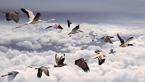 6. Каким образом птицы мигрируют?