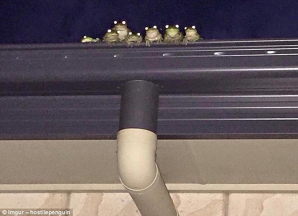 4. Никогда не знаешь, когда семья лягушек наблюдает за тобой