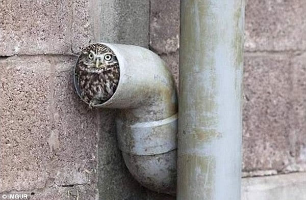 5. Посмотрите, как этот совенок идеально вошел в трубу!