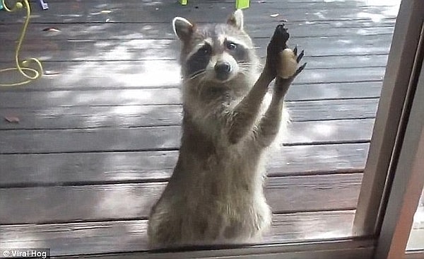 9. "Этот енот съел всю кошачью еду, а когда миска опустела, он взял камень и постучался ко мне домой!"