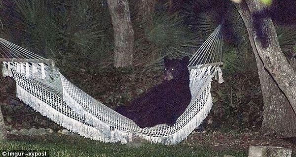 10. Полная нирвана: медведь, расслабляющийся в гамаке. А что такого?