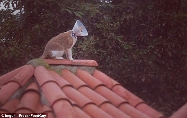 21. Даже несмотря на шейный конус, этой кошечке удалось залезть на крышу