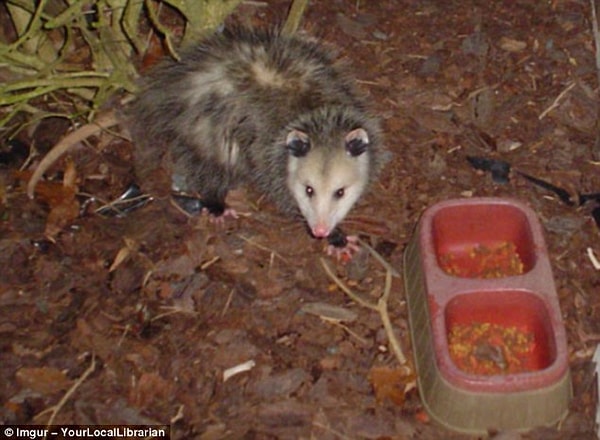 22. "Теперь я поняла, почему мои кошки стали такими худыми"