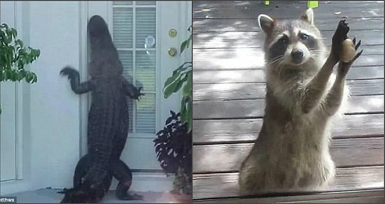 23 фотографии диких животных, которые забрели туда, сам не знаю куда😲