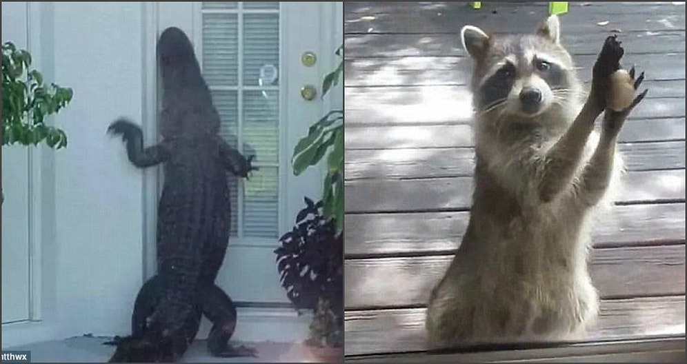 23 фотографии диких животных, которые забрели туда, сам не знаю куда😲