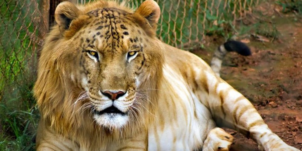 Вы не поверите, что эти 16 гибридов животных существуют!