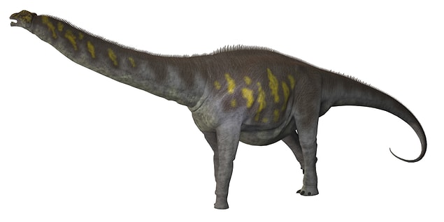 12. The heaviest terrestrial animal, Titanosaur: 169,755 lbs (77,000 kg).
