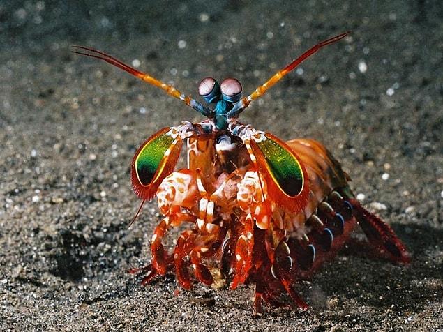 19. The animal which sees the ten basic colors, including infrared and ultraviolet: Mantis Shrimp.