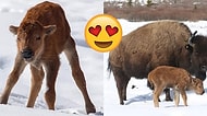 Banff Ulusal Parkı'nda 140 Yıl Aradan Sonra Umut Işığı Gibi Dünyaya Gelen Yavru Bizon