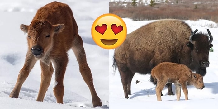 Banff Ulusal Parkı'nda 140 Yıl Aradan Sonra Umut Işığı Gibi Dünyaya Gelen Yavru Bizon