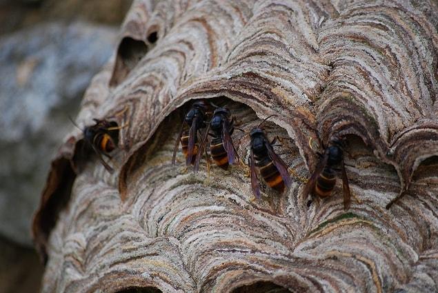 If you live or have lived in rural areas, then you probably are familiar with the hornet's nests.