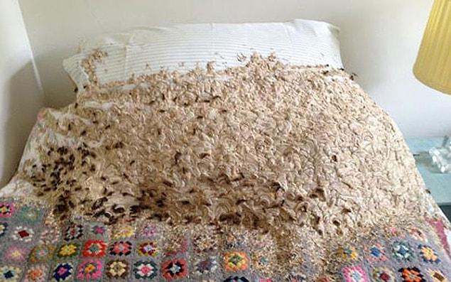 Did hornets build this terrifying nest on purpose?