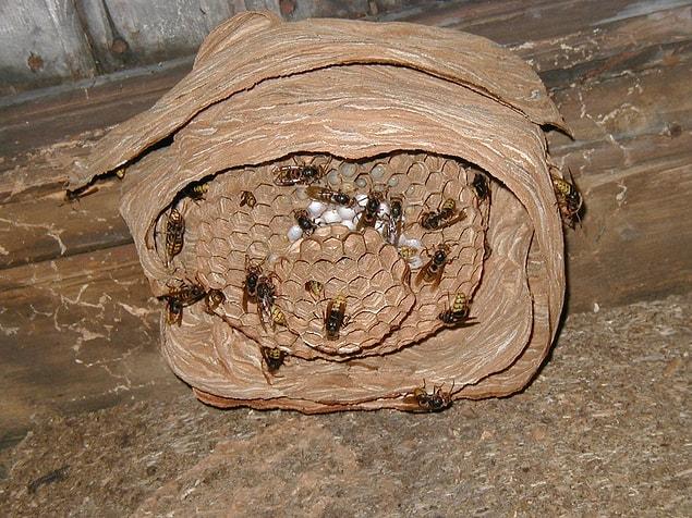 The hive is also constantly kept warm to not prevent the development by these hornets.