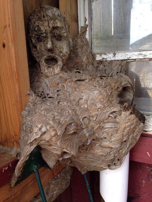 In order to survive winter months, the hornets went to this old shed and wanted to enlarge their nest and for this reason, the human looking nest was made.