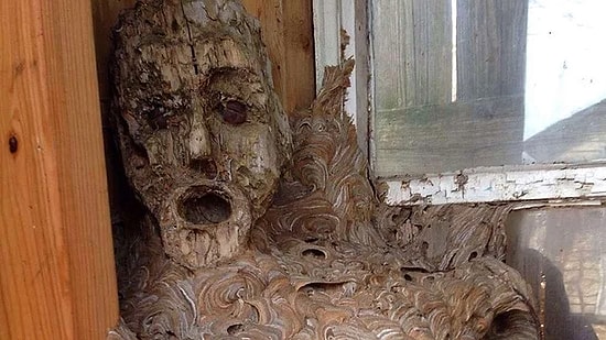 Возможно, это самое жуткое гнездо шершней, когда-либо найденное человеком!