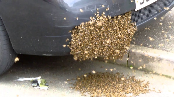 8. Поэтому осы и шершни часто выбирают теплые точки, например, автомобильные моторы. Там то они и погибают, как только машина заводится...