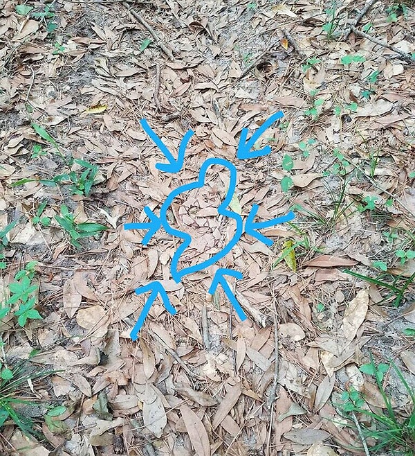 Показать ответ: