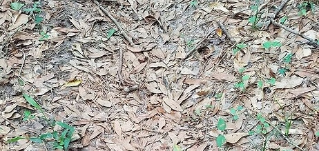 Весь интернет пытается найти эту змею! Спорим, что вы не сможете?!