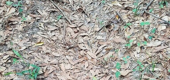 Весь интернет пытается найти эту змею! Спорим, что вы не сможете?!