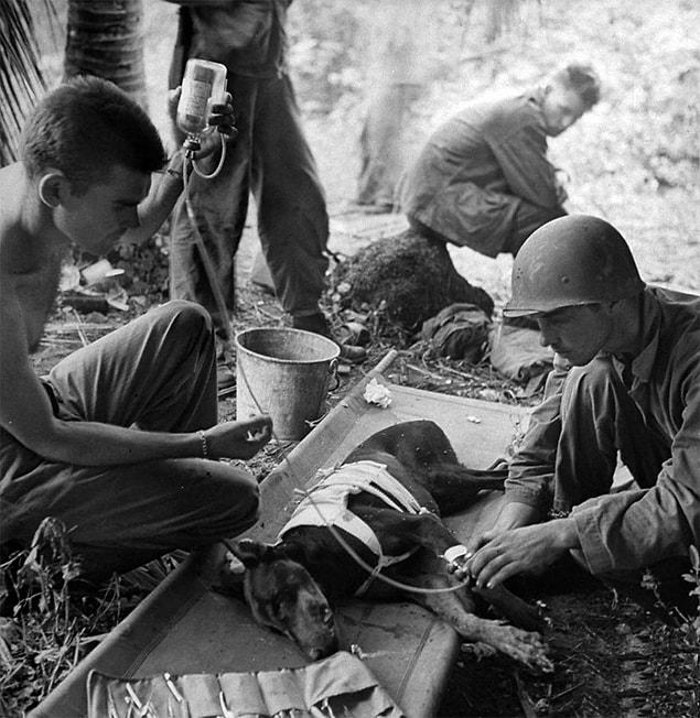 23. The treatment of a "war dog" wounded in Orote Peninsula. | 1944