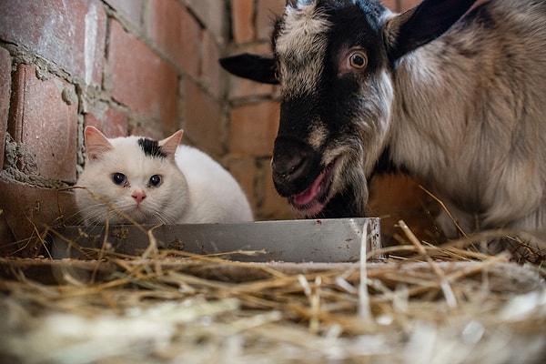 10. Навестите бездомных животных в приюте