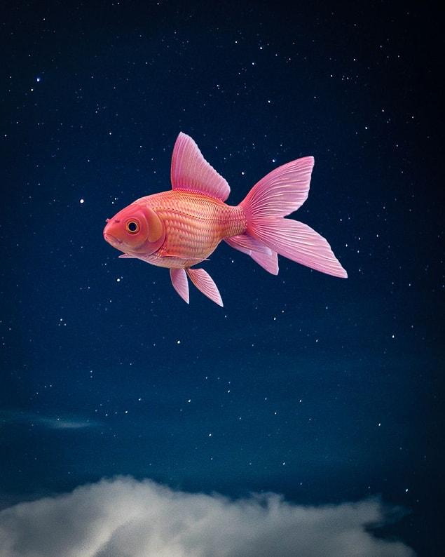 9. Star Fish
