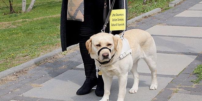 Görme Engelli Bireylerin Bağımsız Bir Hayat Sürmesi İçin Fark Yaratıyorlar: Rehber Köpekler Derneği