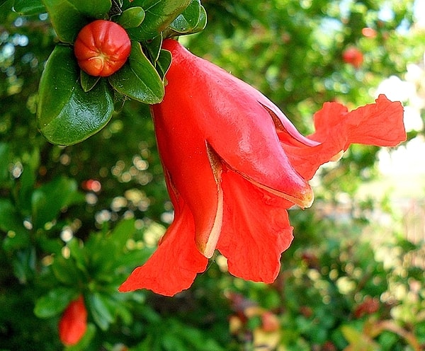 2. Цветок граната