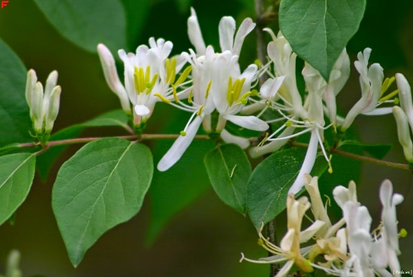 8. Жимолость