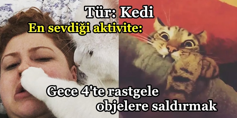 Kedinizin Hayattaki Tek Amacı Saf Şeytanlıksa Asla Kaçamayacağınız 19 Durum