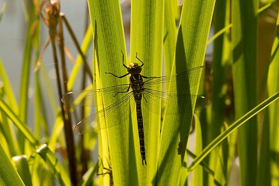 Dişi Yusufçukların Çiftleşmek İsteyen Erkeklerden Kurtulmak İçin Ölü Taklidi Yaptığı Ortaya Çıktı!