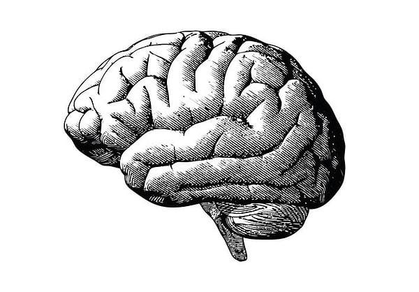12. Eğer üzerine düşünürseniz, beyin kendi kendini adlandırmıştır.