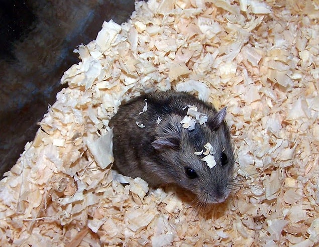13. Annenin, hamsterının kafesini söylene söylene temizlemesi de alışık olduğun durumlardan biridir.