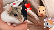 Hamsterlarını Evlatlarından Farklı Görmeyenlerin Görür Görmez Kendini Bulacağı 22 Durum