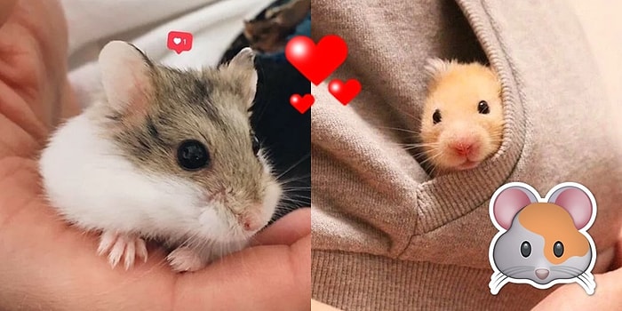 Hamsterlarını Evlatlarından Farklı Görmeyenlerin Görür Görmez Kendini Bulacağı 22 Durum