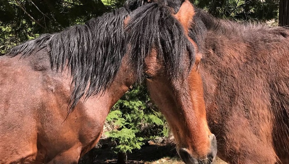 Сможете ли вы определить, какой из лошадей принадлежит голова?